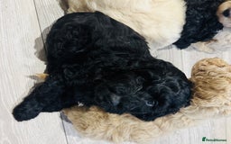 Goldendoodle dogs for sale: Golden doodle F1B stunning puppies  - Image 7