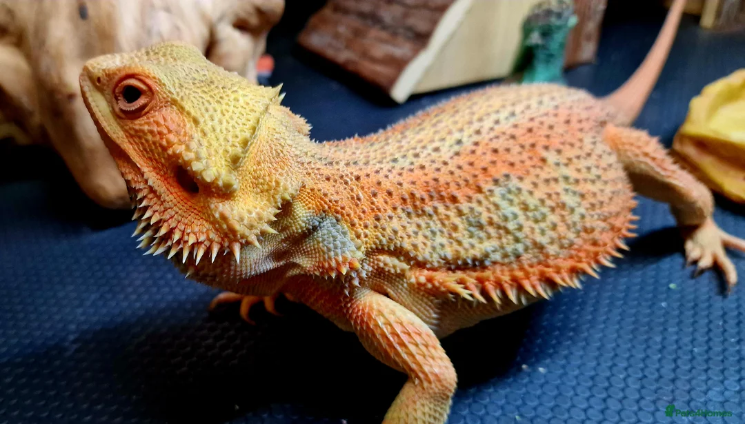 Bearded Dragon reptiles for sale: Blue Bar Lemon Hypo Bearded Dragon - Advert 8