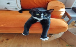 Mixed Breed cats for sale: Tuxedo girl kitty - friendly and playful - Image 3