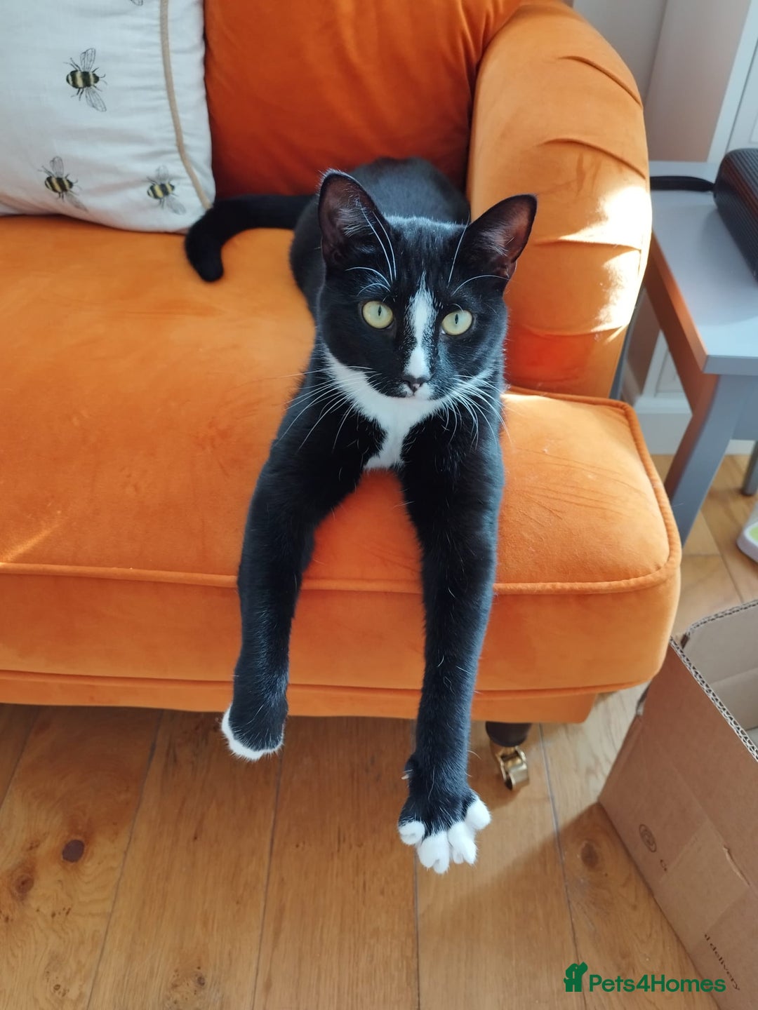 Mixed Breed cats for sale: Tuxedo girl kitty - friendly and playful - Image 3
