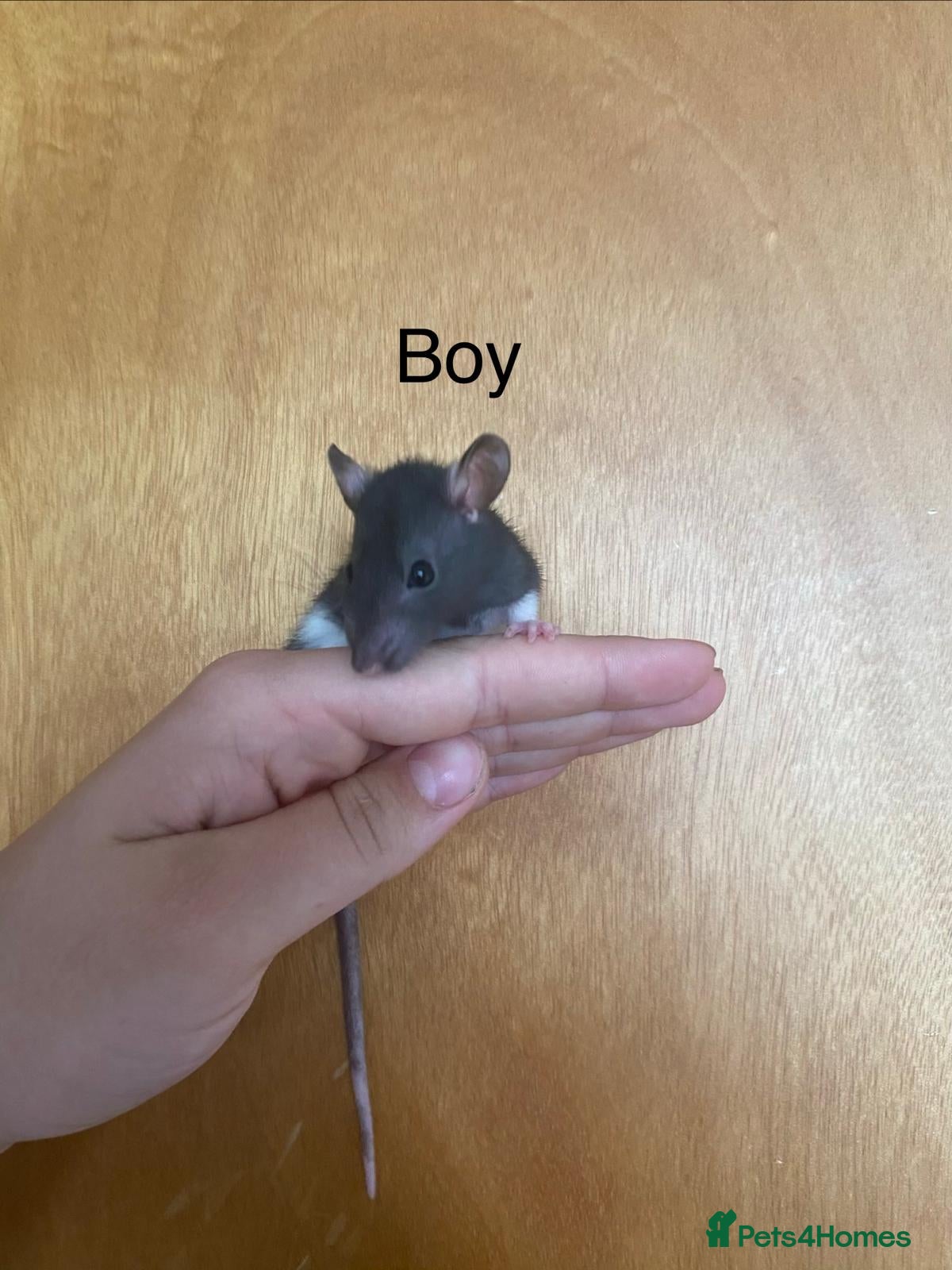 Rat rodents for sale: Mixed sexed baby rats in Chelmsford - Advert 36
