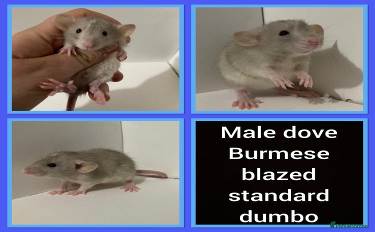 Rat rodents Adorable dumbo baby rates for sale ♥️ - Advert 14