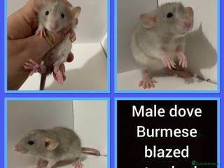 Rat rodents for sale: Adorable dumbo baby rates for sale ♥️ - Advert 1