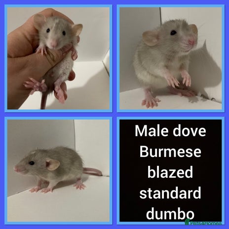 Rat rodents Adorable dumbo baby rates for sale ♥️ - Advert 1