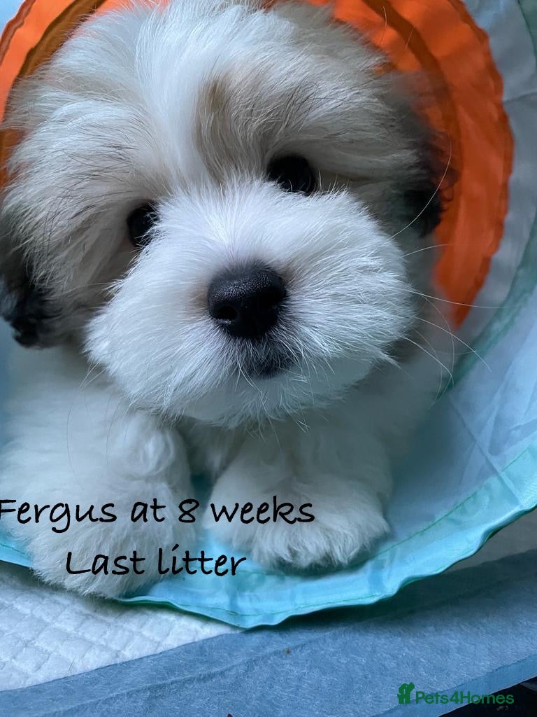 Coton De Tulear dogs KC reg Coton de Tulear parents DNA health tested  - Advert 1