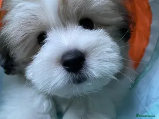 Coton De Tulear dogs KC reg Coton de Tulear parents DNA health tested - Advert 9