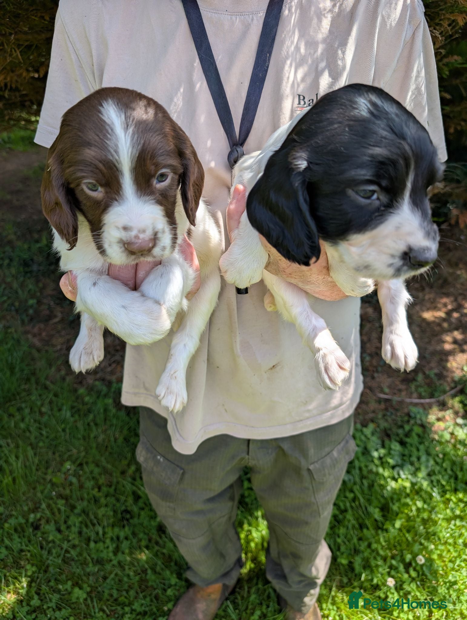 English Springer Spaniel dogs Lovely Springer Spaniel pups from working parents  - Advert 2