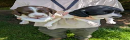 English Springer Spaniel dogs for sale: Lovely Springer Spaniel pups from working parents  - Advert 8