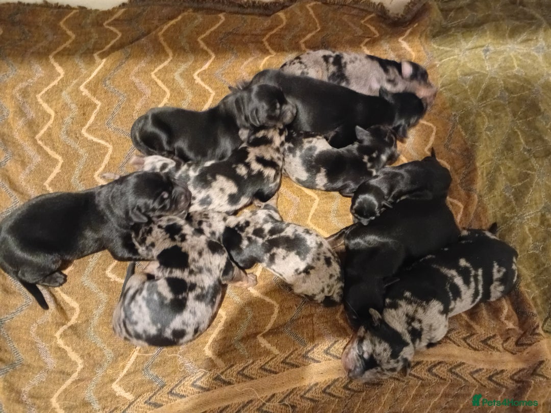 Mixed Breed dogs for sale: Champ KC registered Doberman & Bauceron puppies. - Advert 2