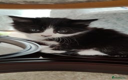 Mixed Breed cats for sale: Kitten's  - Image 14