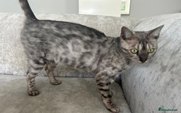 Bengal cats for sale: Beautiful Silver Charcoal Spay Female Bengal in Benfleet - Image 4