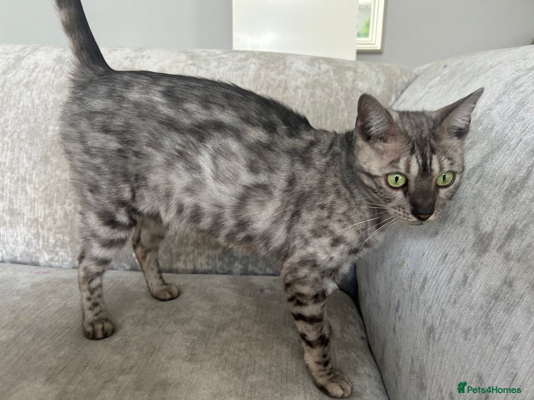Bengal cats for sale: Beautiful Silver Charcoal Spay Female Bengal in Benfleet - Image 4