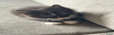 Mixed Breed 1