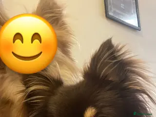 Chihuahua dogs 5 years old Chihuahua - Advert 8