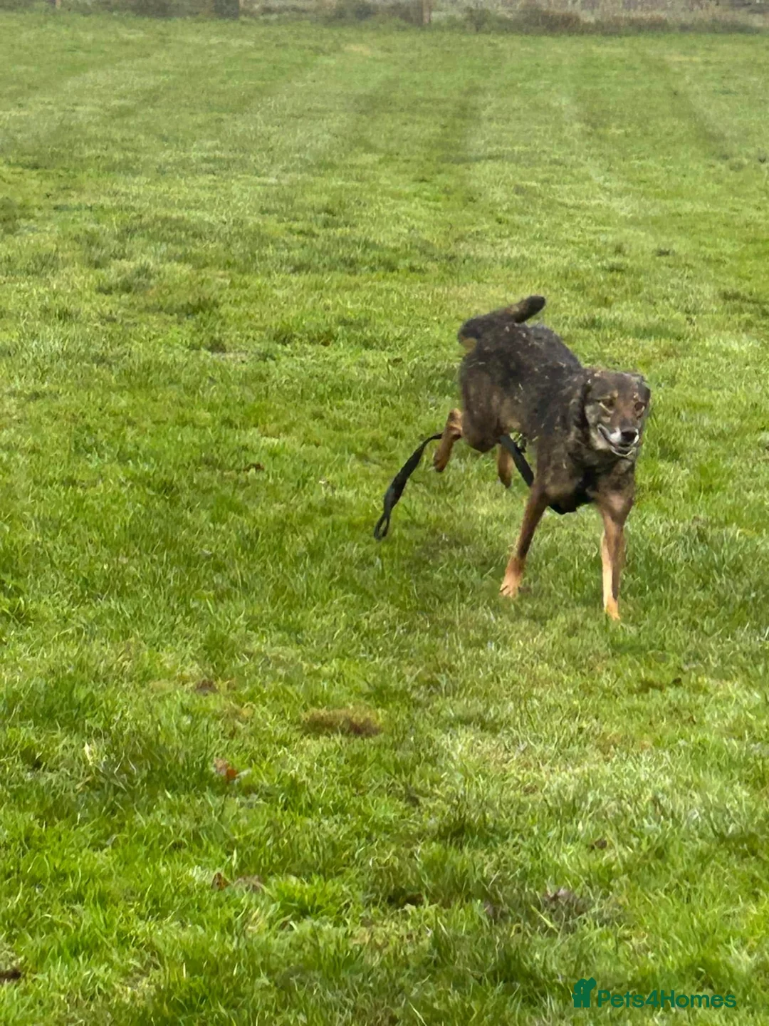 Mixed Breed dogs for adoption: Elsie - Norwich Norfolk  in Norwich - Advert 18