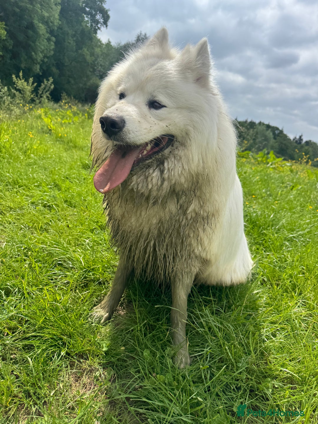 Samoyed dogs for stud: Nate  - Advert 5