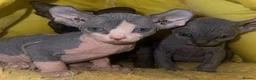 Mixed Breed cats for sale: Gorgeous American curl x Sphynx kittens🐾 - Advert 5