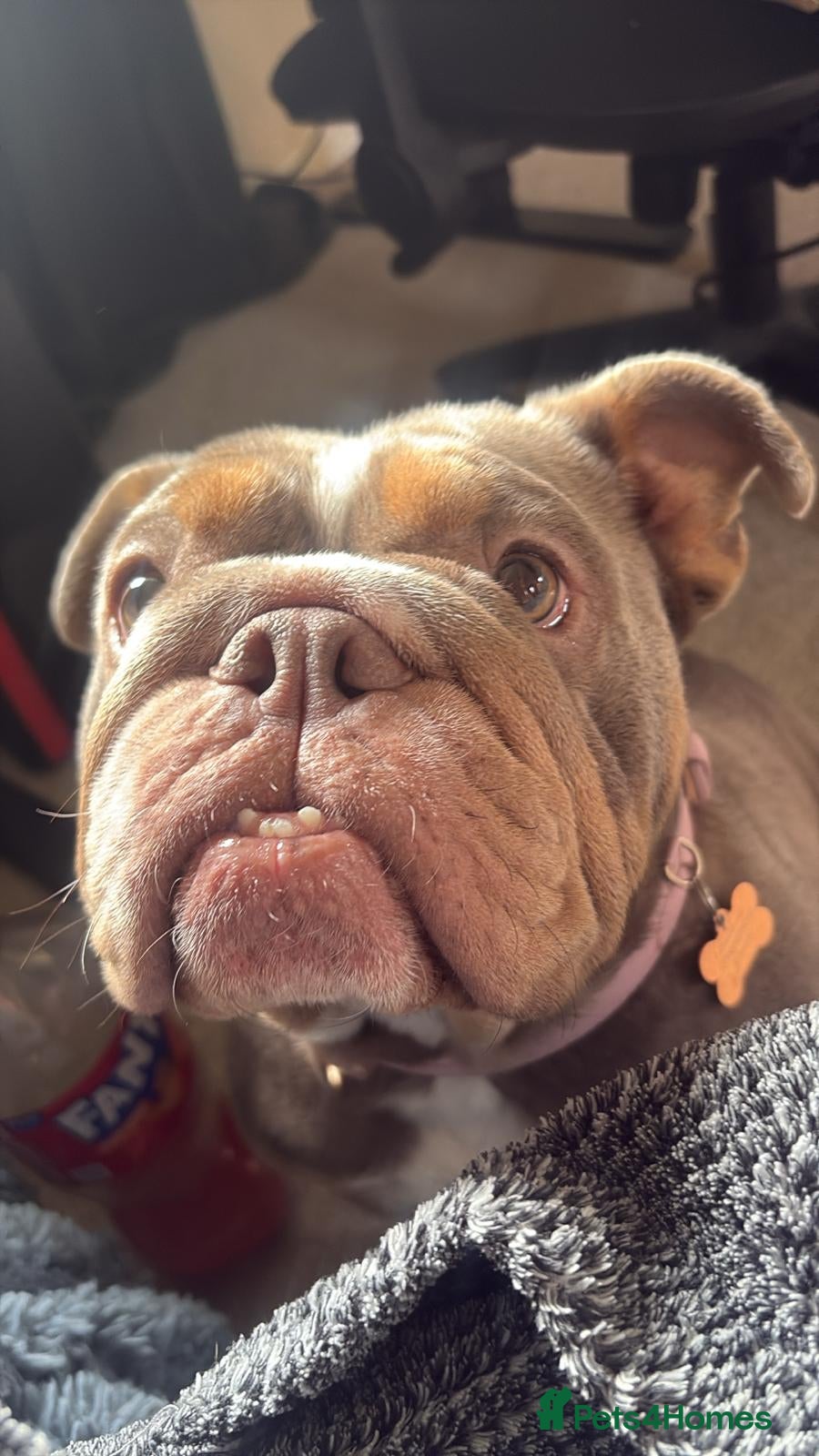 English Bulldog dogs Stella - Advert 2