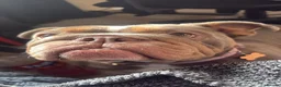 English Bulldog dogs for sale: Stella - Advert 1