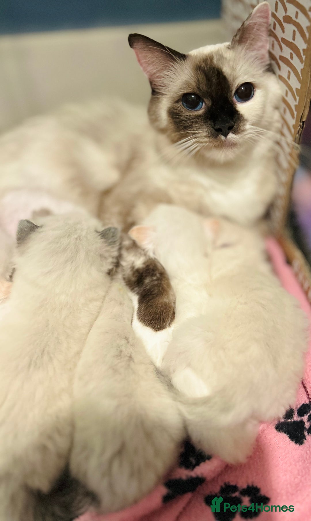 Ragdoll cats for sale: Stunning Rainbow of Ragdoll Kittens - Image 5