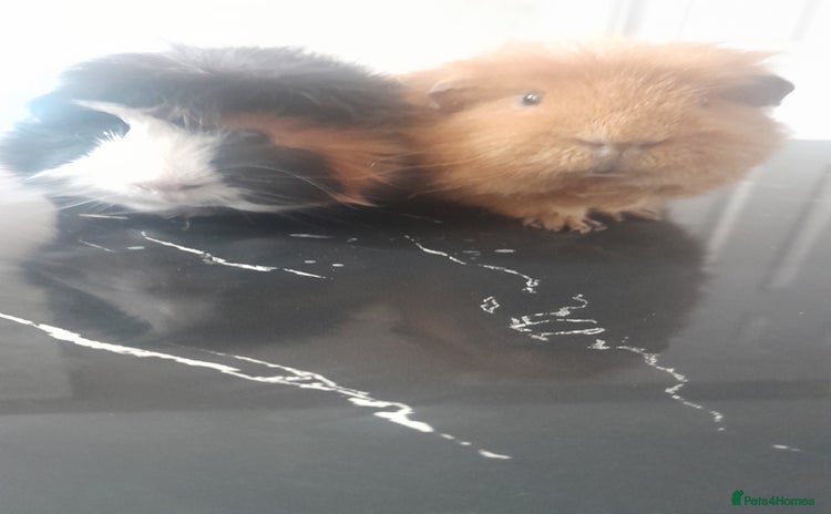 Guinea Pig rodents - Advert 1