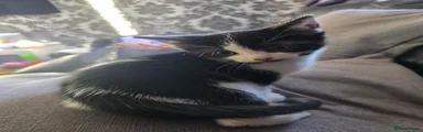 Kitten 2