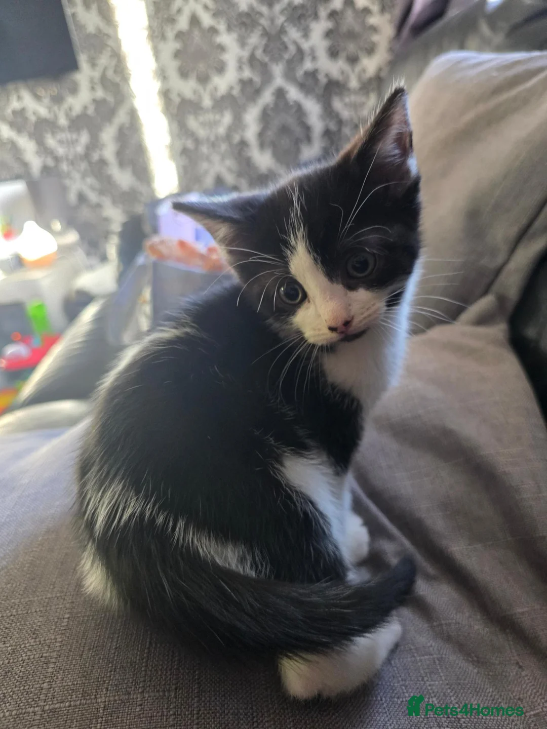Mixed Breed cats for sale: 2 Ragdoll x Tabby Kittens | Boys | Ready Soon 🏡 - Advert 17