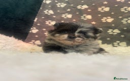 Pomeranian dogs for sale: Stunning litter merl Pomeranian - Image 8
