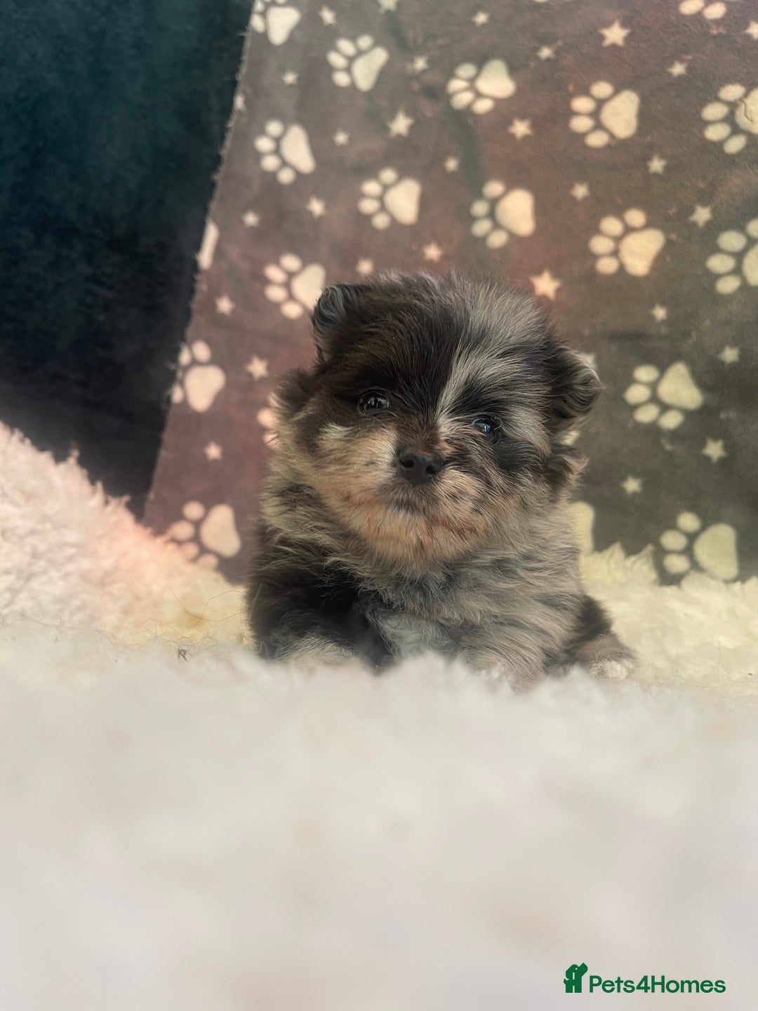 Pomeranian dogs for sale: Stunning litter merl Pomeranian - Image 8