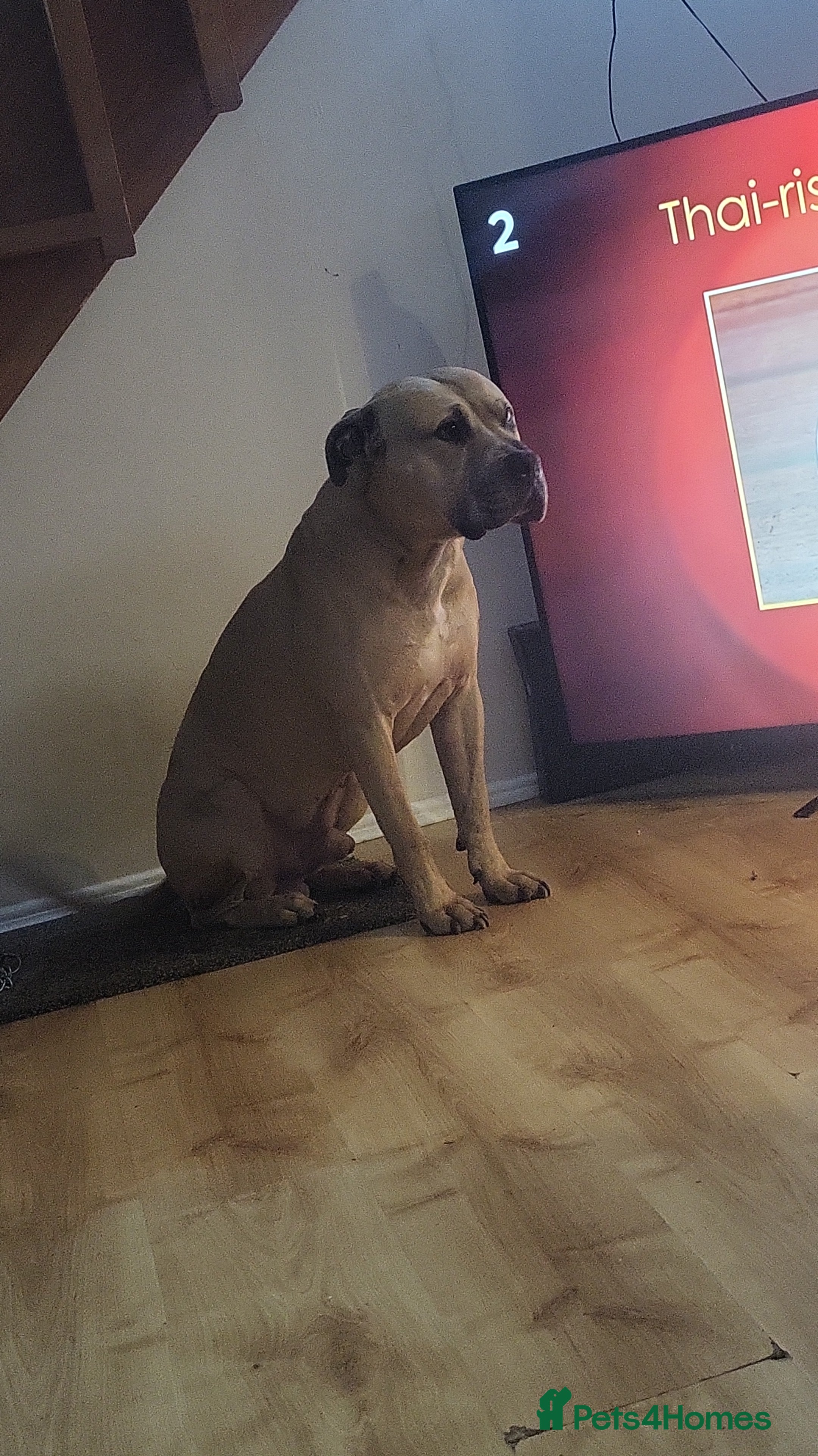 Mixed Breed dogs Knoxy needs a new home  - Advert 4