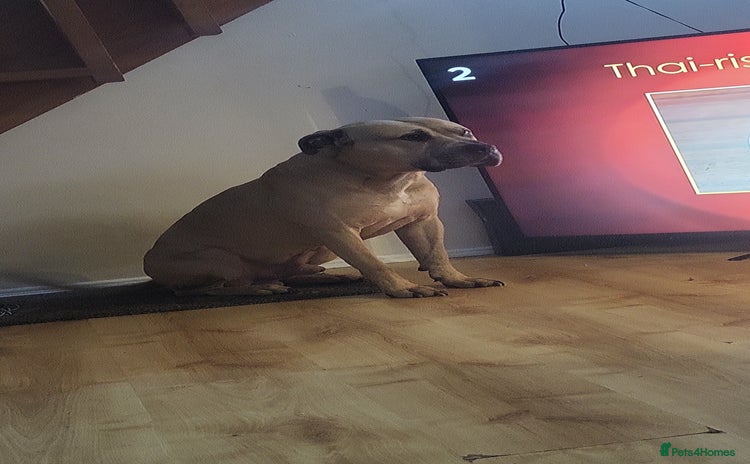 Mixed Breed dogs Knoxy needs a new home  - Advert 2