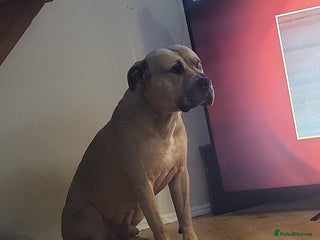 Mixed Breed dogs Knoxy needs a new home - Advert 5