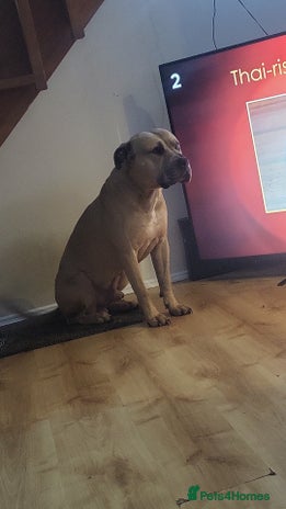 Mixed Breed dogs Knoxy needs a new home - Advert 4