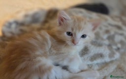 Maine Coon cats for sale: Fluffy ginger and cream maine coon cross kittens - Image 19