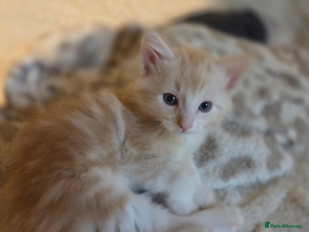 Maine Coon cats for sale: Fluffy ginger and cream maine coon cross kittens - Image 19