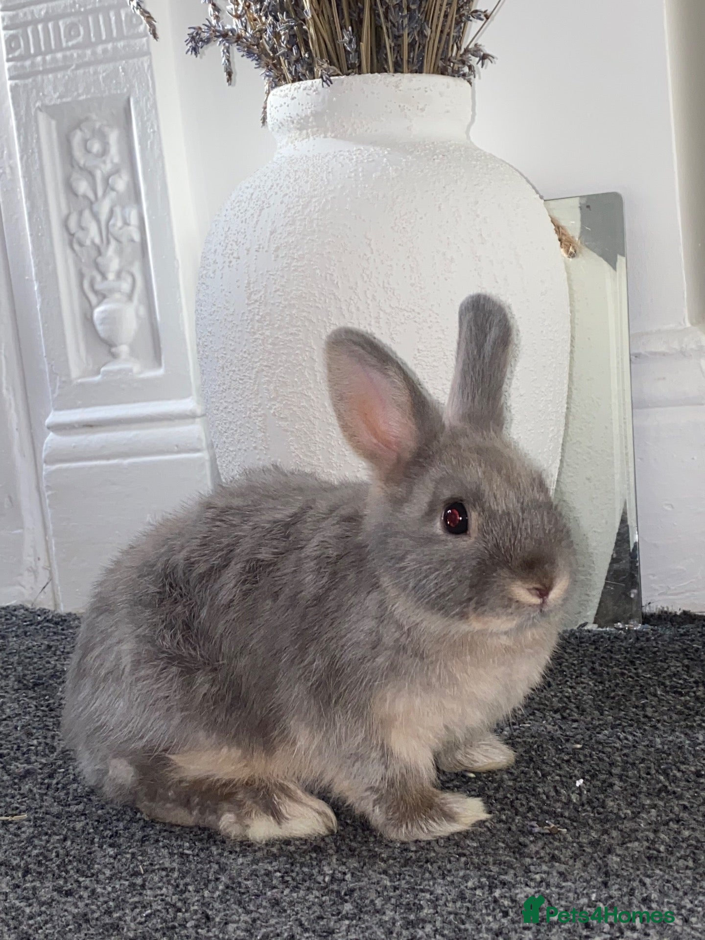 Mixed Breed rabbits Netherland & Lionhead Mix - Advert 2