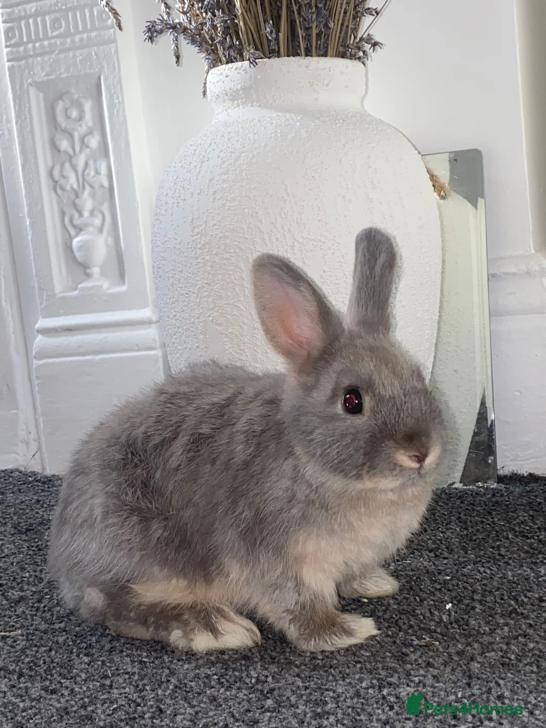 Mixed Breed rabbits for sale: Netherland & Lionhead Mix - Advert 1