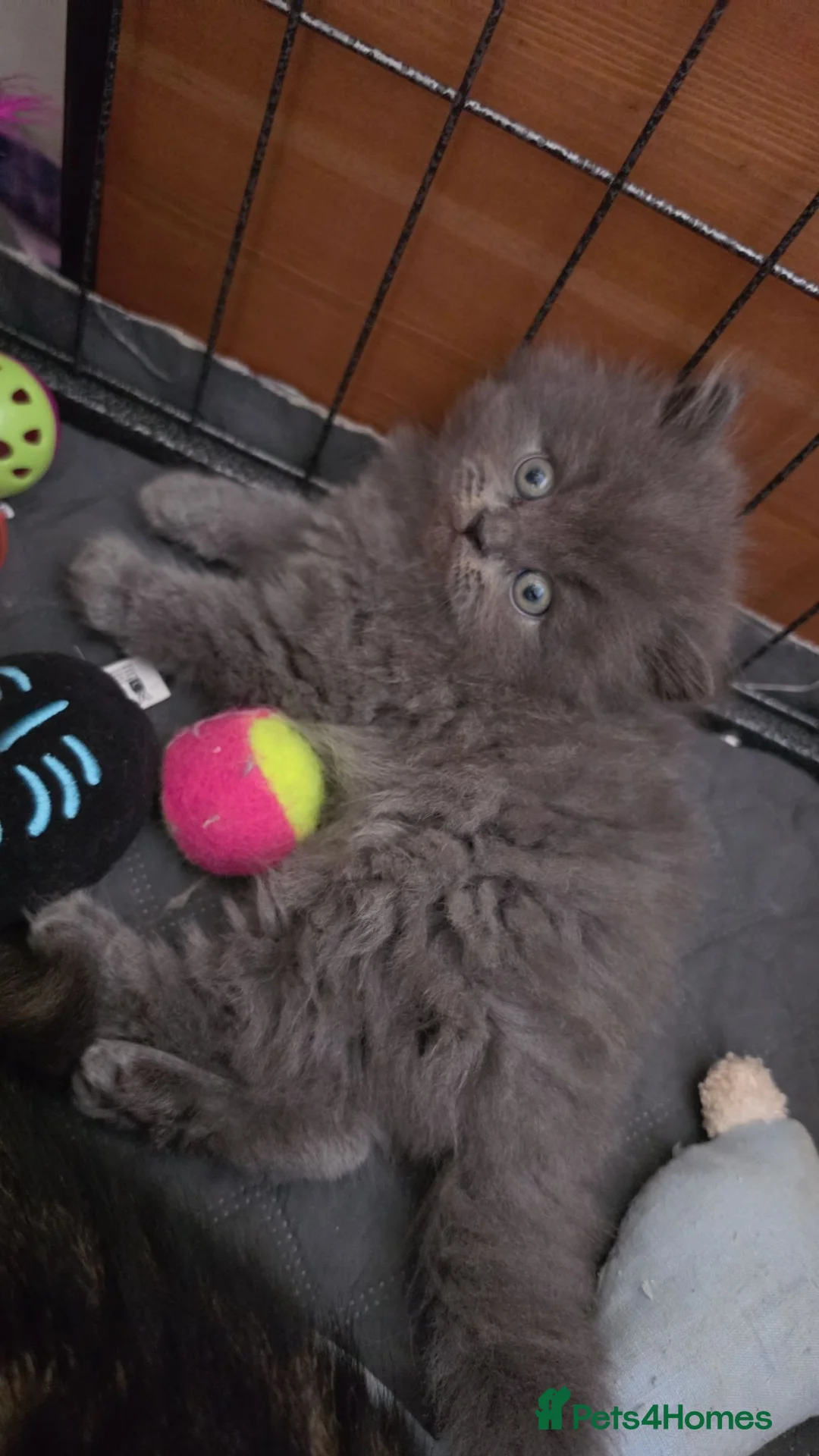 Persian cats for sale: Blue beautiful boy - Advert 4