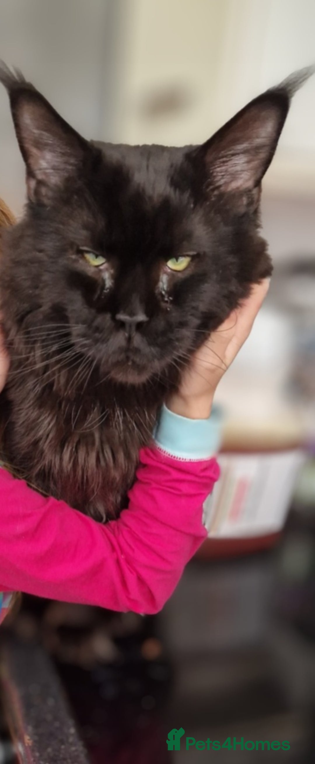 Maine Coon cats for sale: Maine coon cross kittens  - Image 11