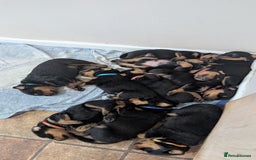 Rottweiler dogs for sale: Rottweiler puppies  - Image 21