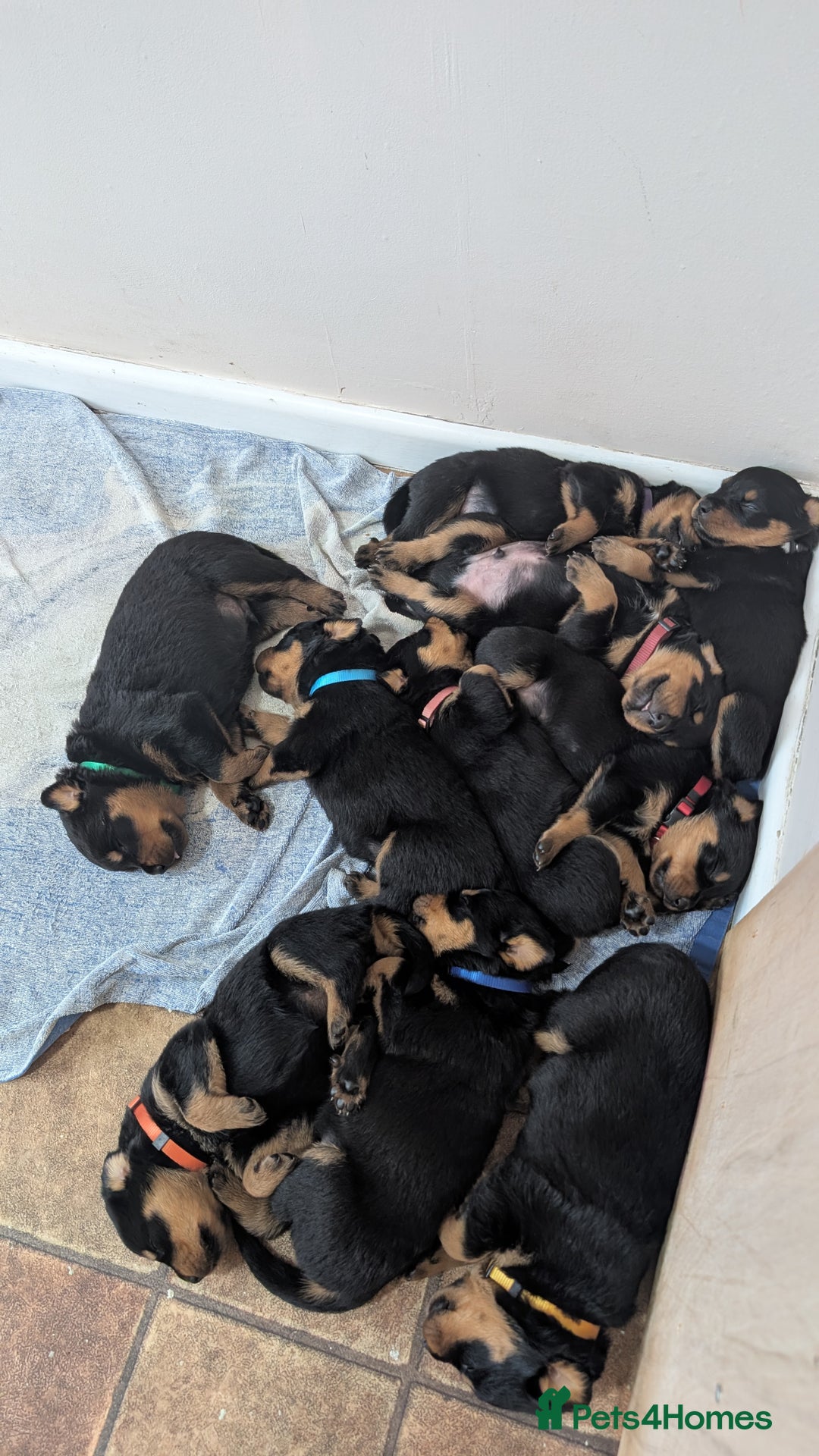 Rottweiler dogs for sale: Rottweiler puppies  - Image 21