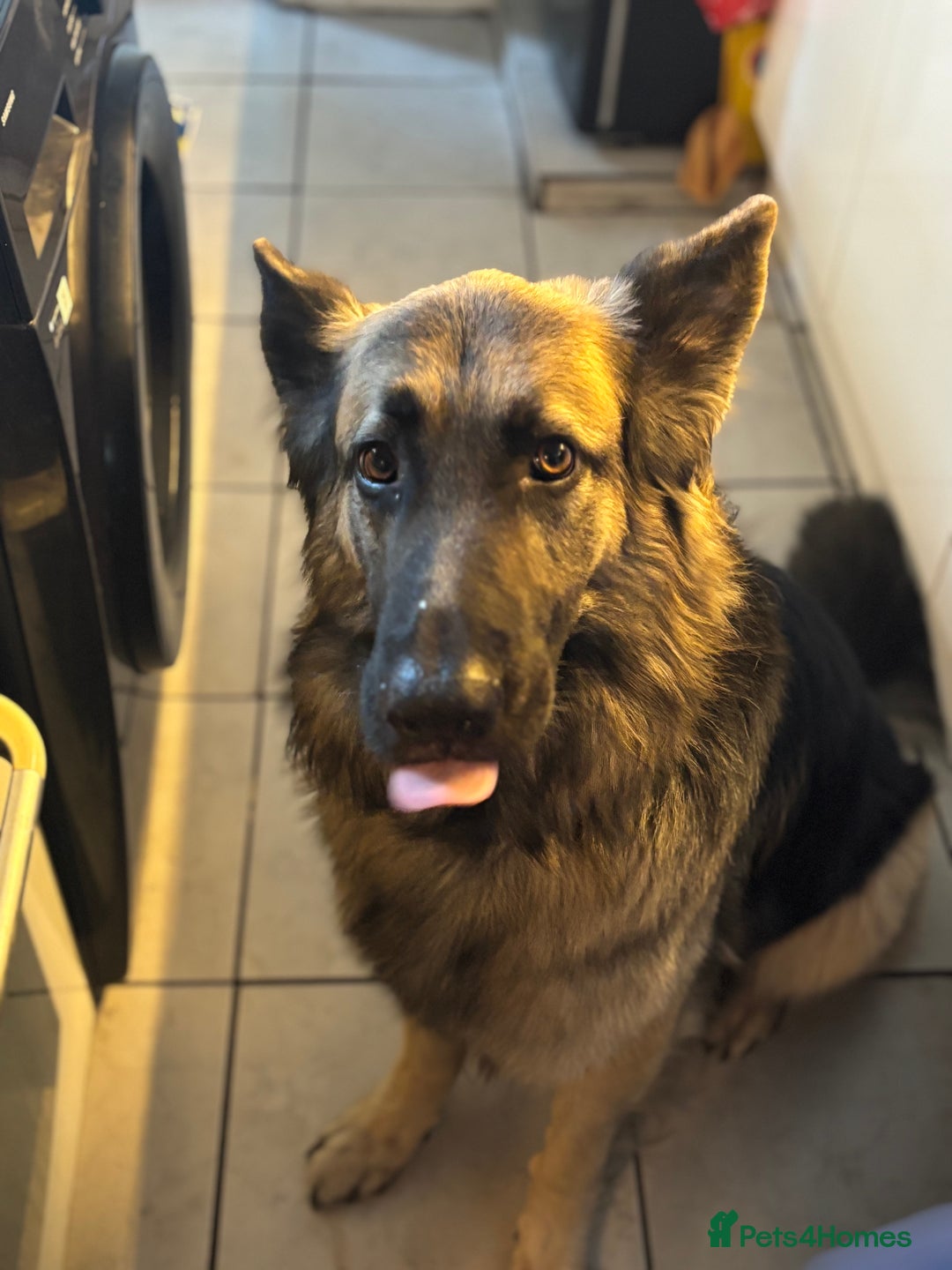 German Shepherd dogs for sale: REHOME - Advert 5
