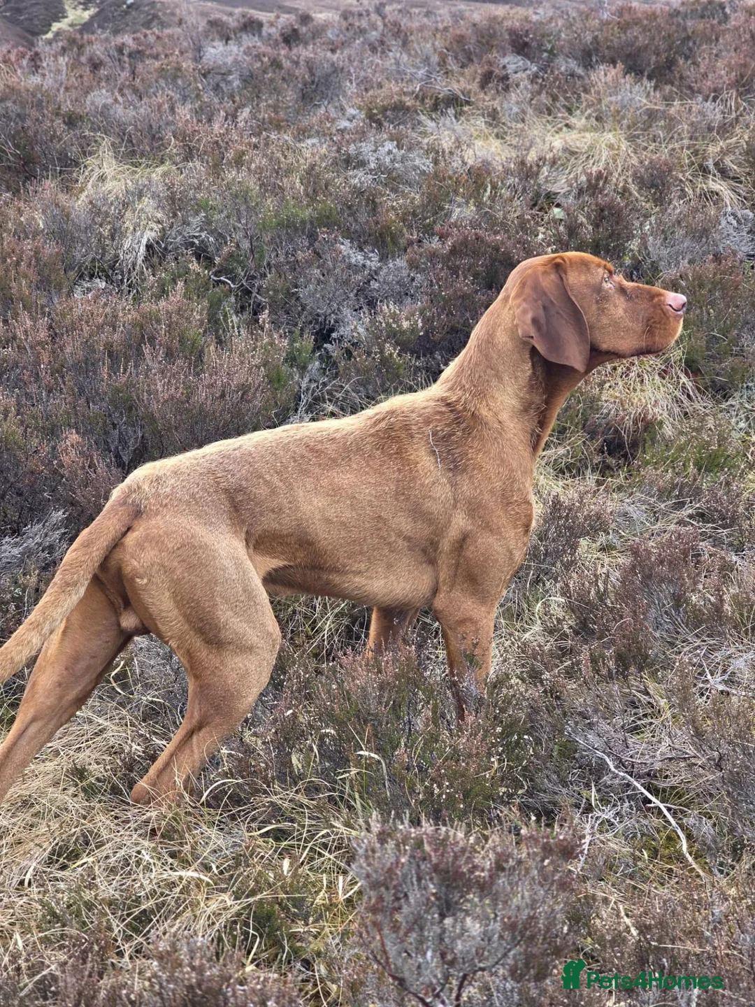 Hungarian Vizsla dogs for sale: KC Reg Hungarian Wirehaired Vizsla Puppies - Advert 13
