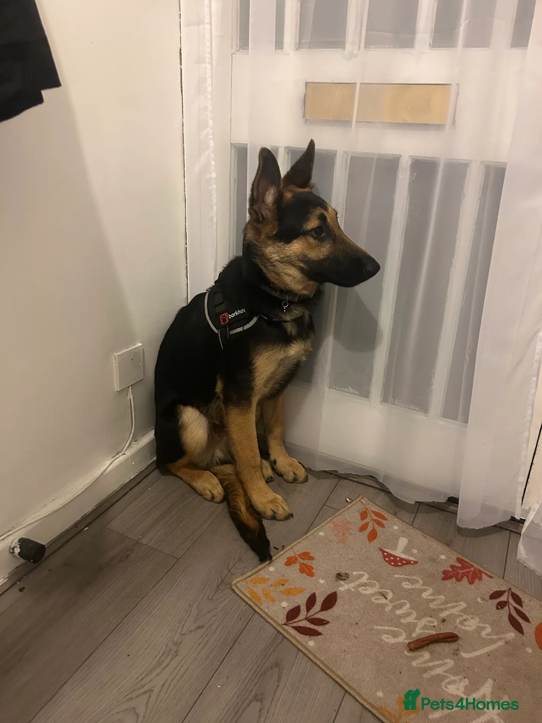German Shepherd dogs for sale: 6 months old German Shepard cross Belgian mal - Advert 5