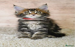 Maine Coon cats for sale: 🥇 5 Generation Pedigree - TICA registered  🌟 - Advert 7