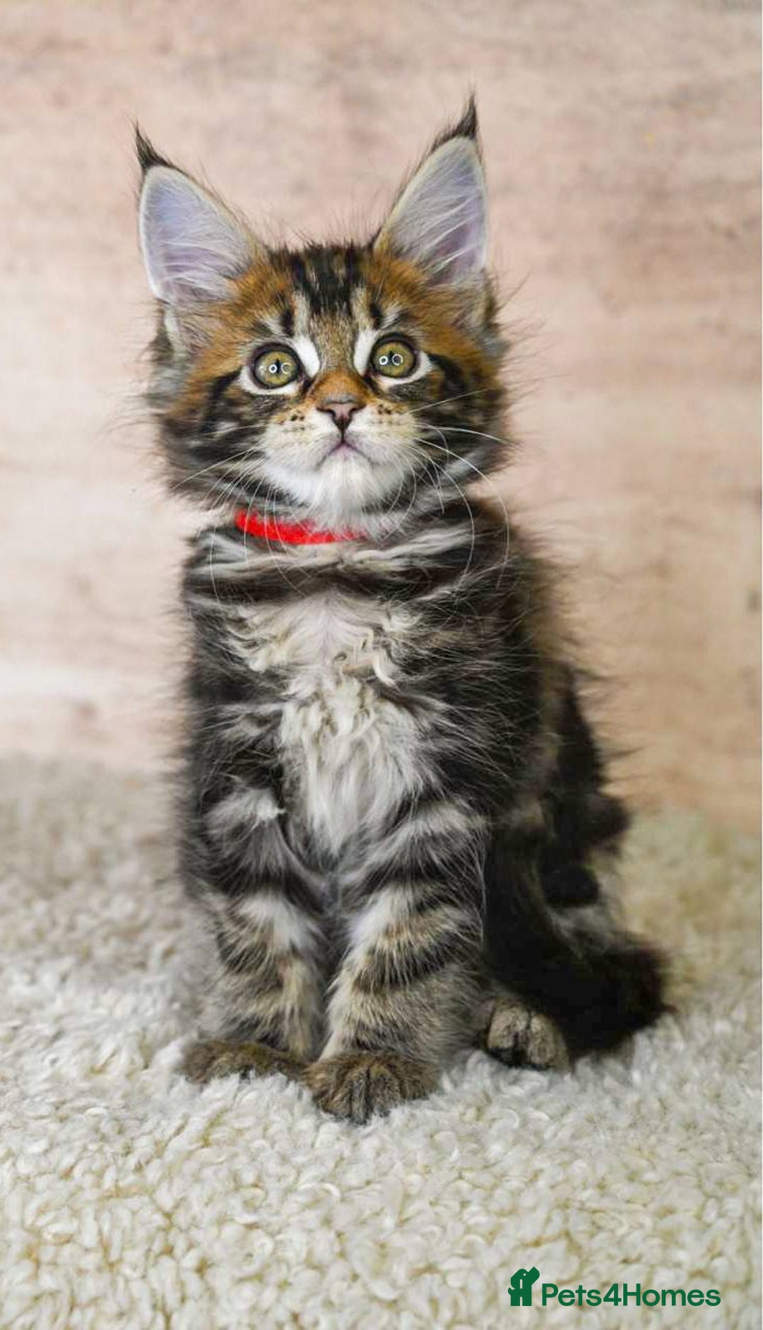 Maine Coon cats for sale: 🥇 5 Generation Pedigree - TICA registered  🌟 - Advert 7