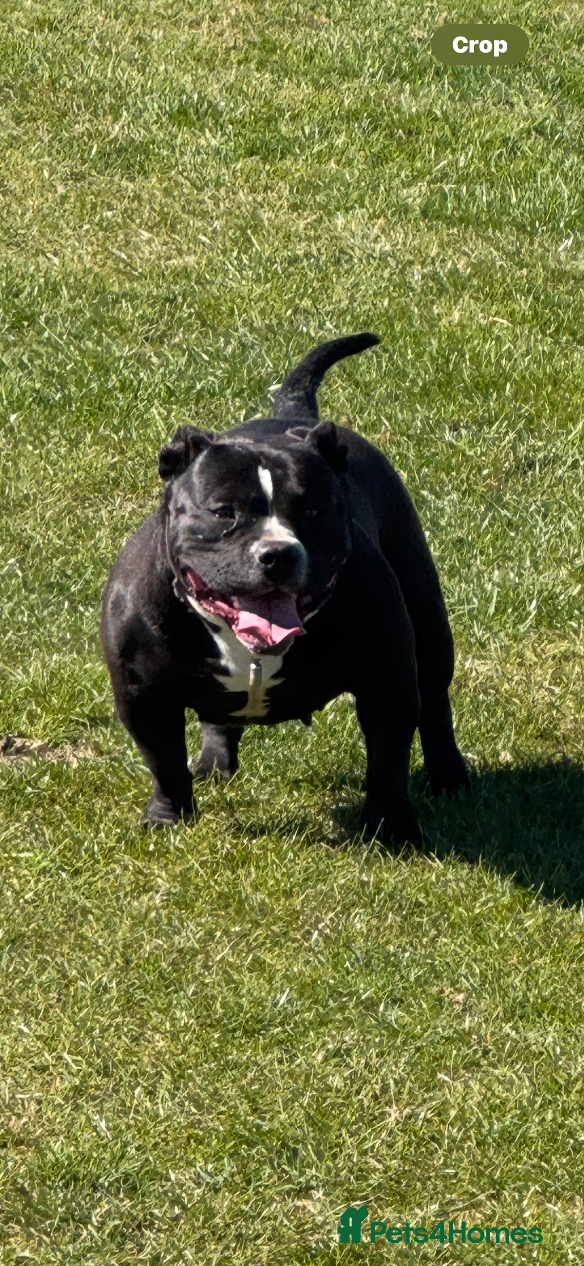 American Bully dogs American  Pocket bully  - Advert 2