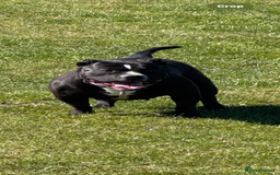 American Bully dogs for sale: Pocket bully - Image 1