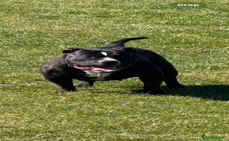 American Bully dogs - Advert 4