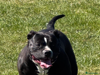 American Bully dogs for sale - Advert 1